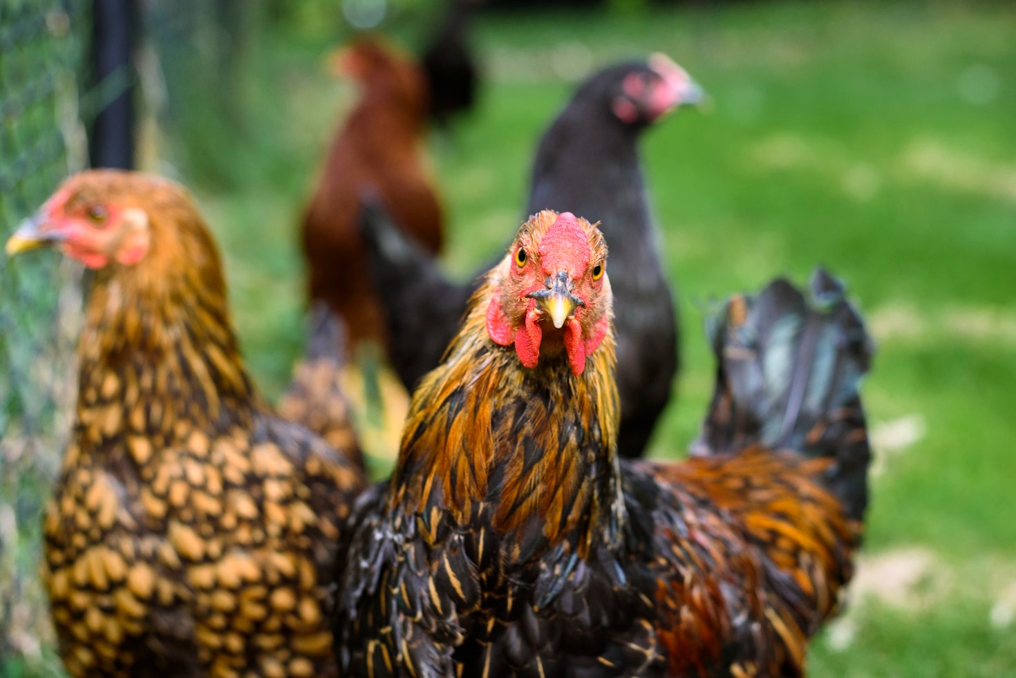 Seasonal Homesteading: Tips for Every Time of Year