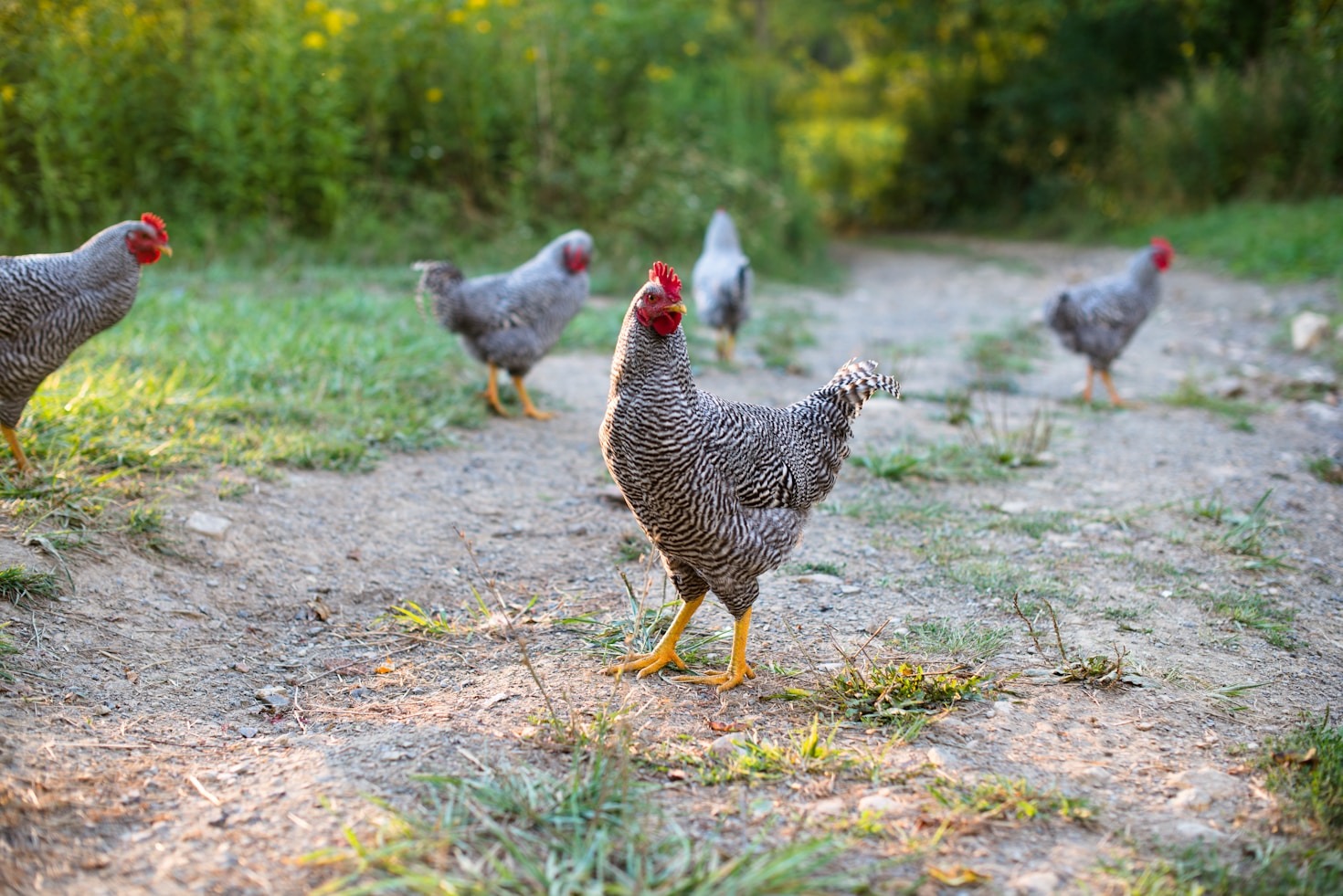 Sustainable Living on a Budget: Tricks and Tips
